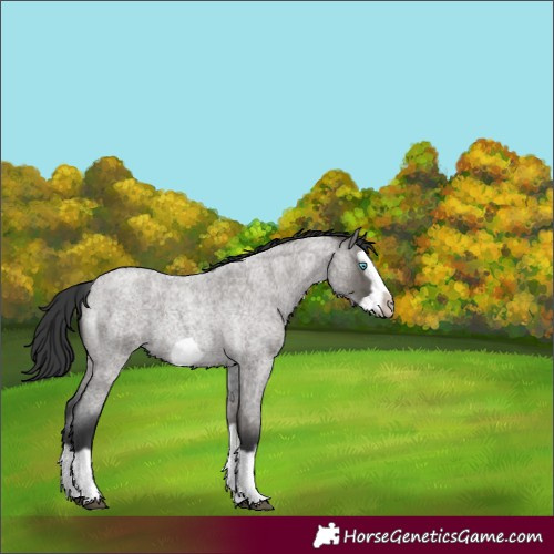 Horse Color:Grullo Roan Splash Frame