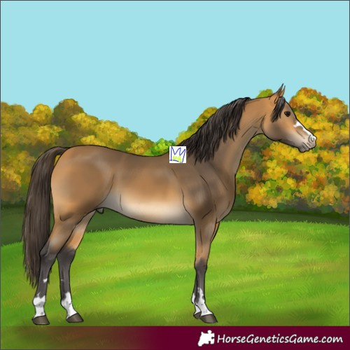 Horse Color:Buckskin 