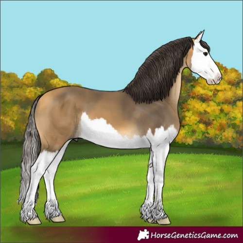 Horse Color:Buckskin Splash 