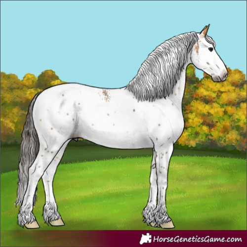 Horse Color:Gray White Spotted Buckskin Splash Rabicano 