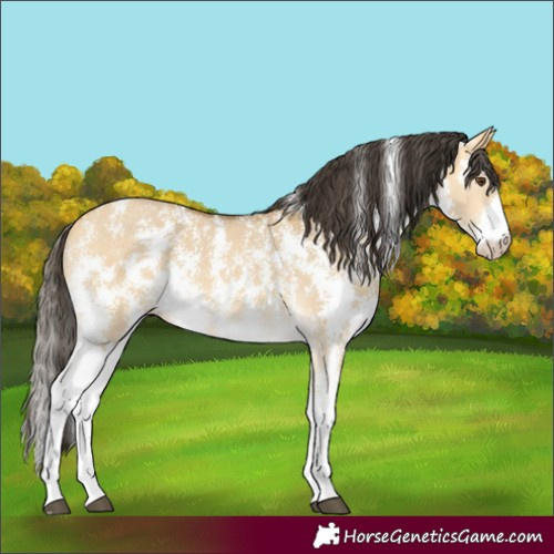 Horse Color:Buckskin Dun Sabino 