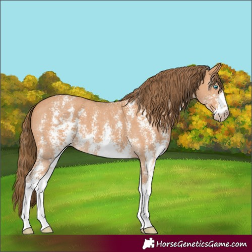 Horse Color:Gray Perlino Sabino 