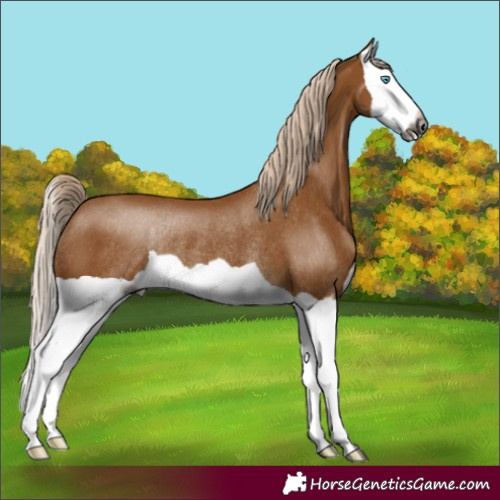 Horse Color:Gray Palomino Splash Rabicano 