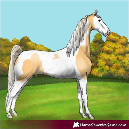 Horse Color:Palomino Splash Tobiano 