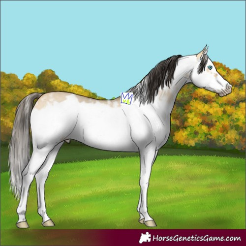 Horse Color:Buckskin Dun Sabino Splash Frame Rabicano 