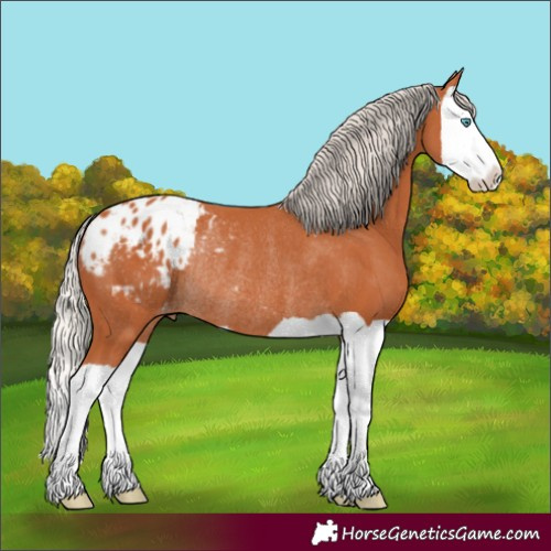 Horse Color:Silver Bay Splash Appaloosa Rabicano 
