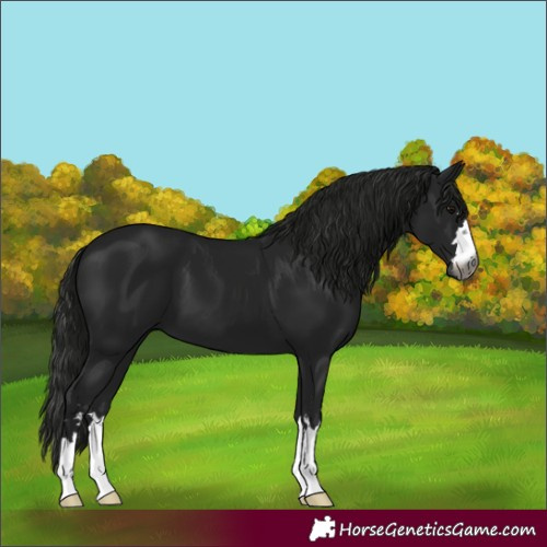 Horse Color:Gray Smoky Black 