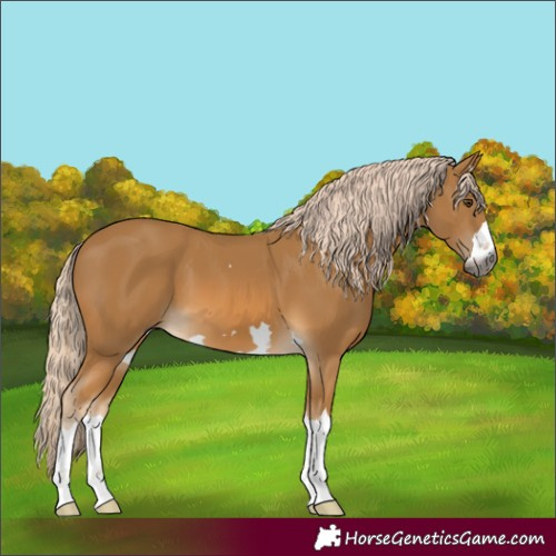 Horse Color:Gray Palomino 