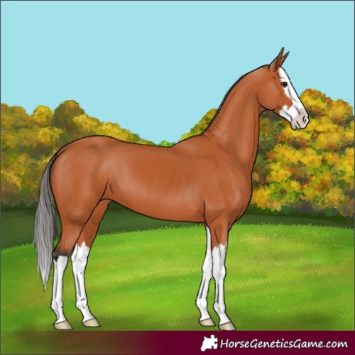 Horse Color:Bay Splash 