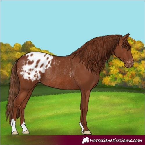 Horse Color:Chestnut Appaloosa Rabicano 