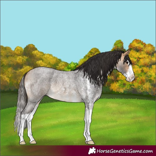 Horse Color:Buckskin Roan Sabino Splash 