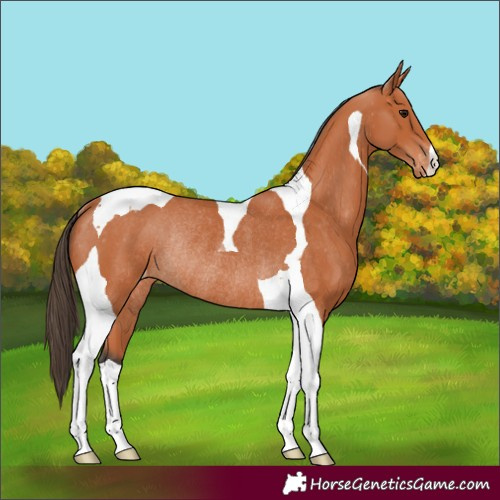 Horse Color:Bay Tobiano Appaloosa Rabicano 