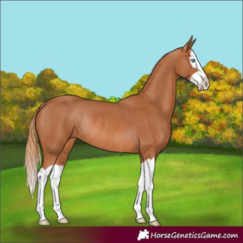 Horse Color:Chestnut Splash Rabicano 