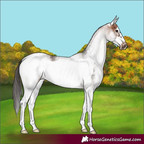 Horse Color:White Spotted Bay Frame Rabicano 