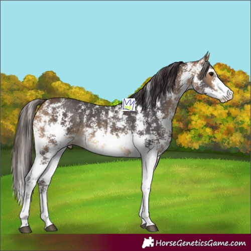 Horse Color:Buckskin Sabino 