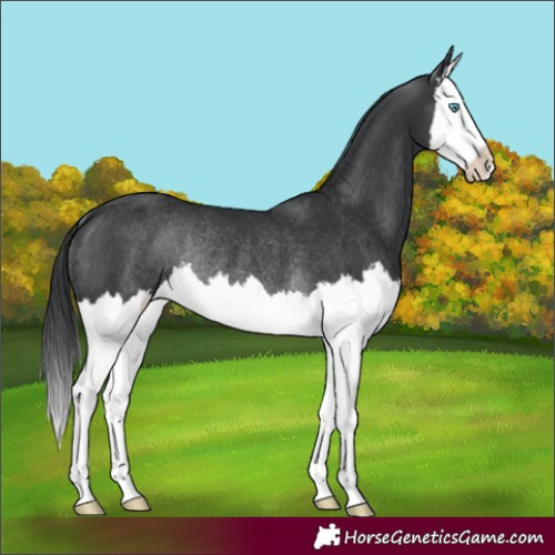 Horse Color:Black Splash Rabicano 