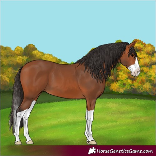 Horse Color:Bay Splash 