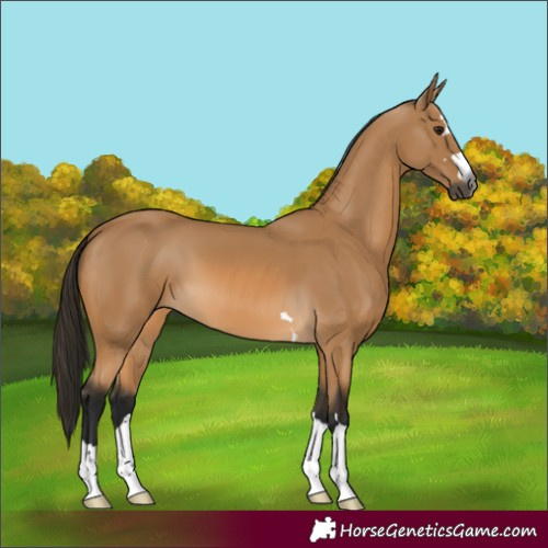 Horse Color:Gray Buckskin 