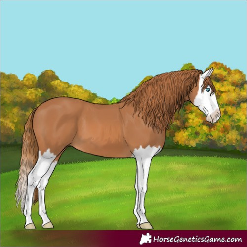 Horse Color:Chestnut Splash 