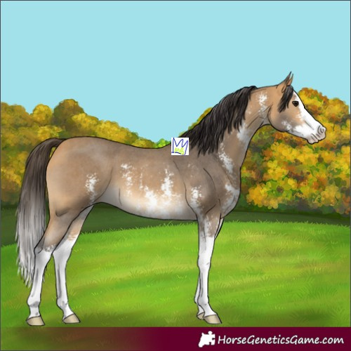 Horse Color:Buckskin Sabino Splash 