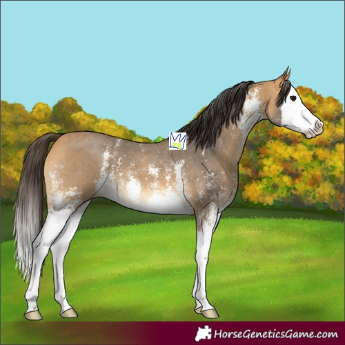 Horse Color:Buckskin Sabino Splash 