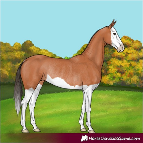 Horse Color:Bay Splash Rabicano 