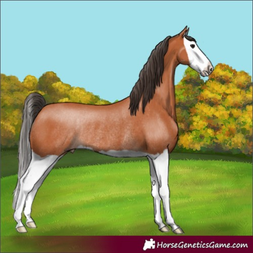Horse Color:Bay Splash Rabicano 