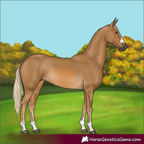 Horse Color:Gray Palomino