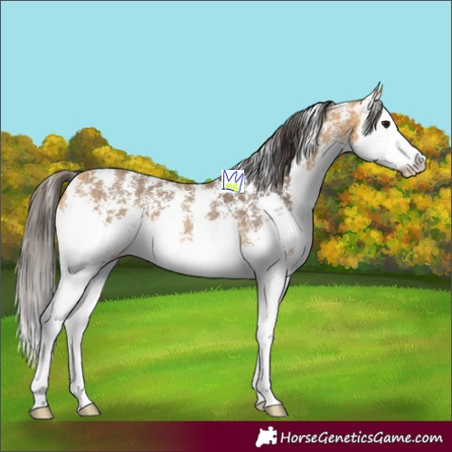 Horse Color:Buckskin Sabino Splash
