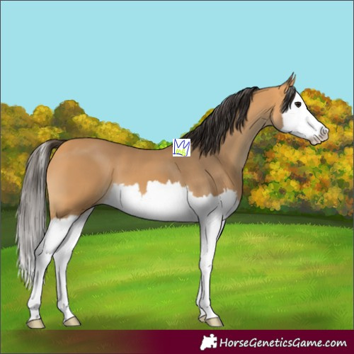 Horse Color:Buckskin Splash 