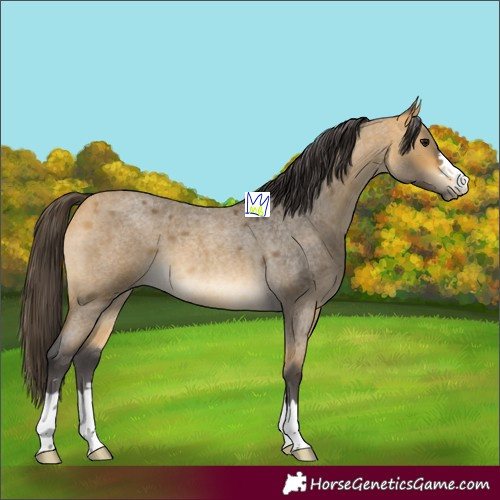 Horse Color:Buckskin Roan 