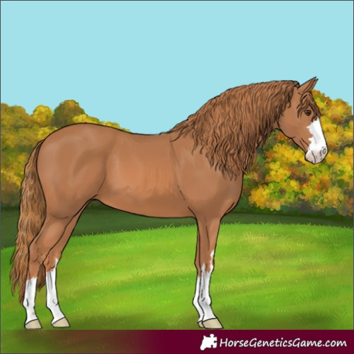 Horse Color:Chestnut 