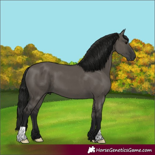 Horse Color:Gray Grullo 