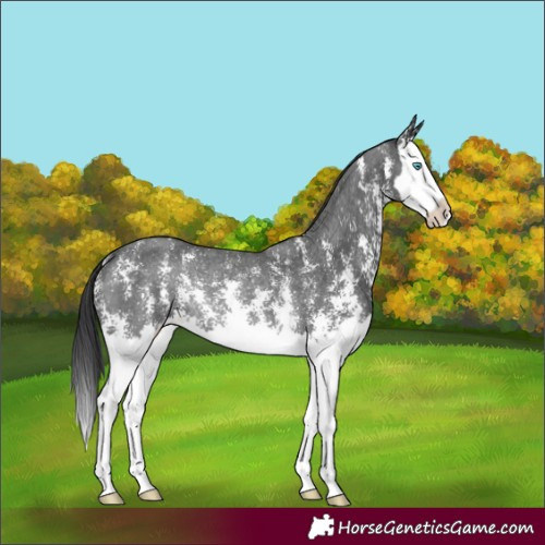 Horse Color:Black Sabino Splash Rabicano 