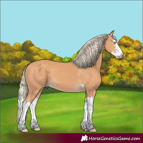 Horse Color:Gray Cremello Splash