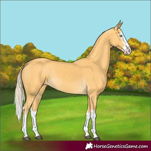 Horse Color:Palomino Splash 