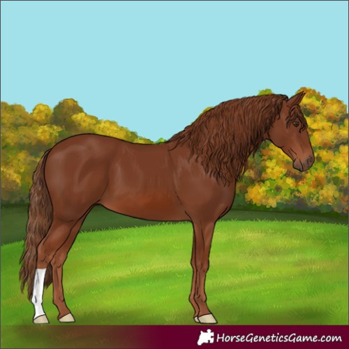 Horse Color:Chestnut 