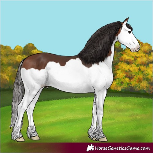 Horse Color:Bay Splash 