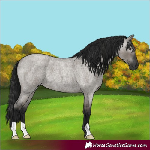 Horse Color:Gray Smoky Grullo Roan 
