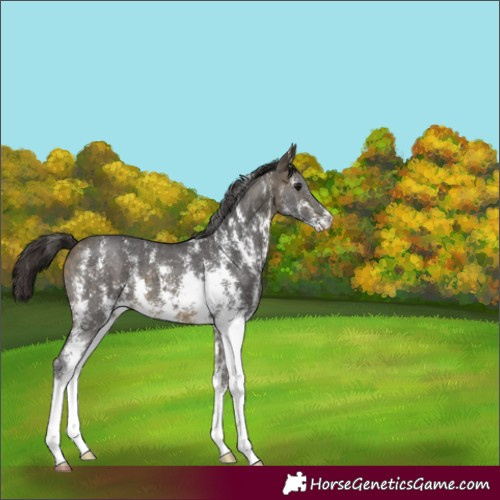 Horse Color:Buckskin Sabino 