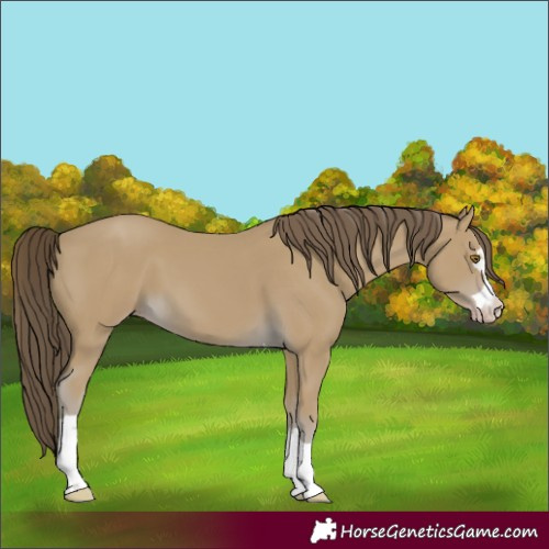 Horse Color:Classic Cream Champagne