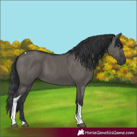 Horse Color:Grullo Tobiano 