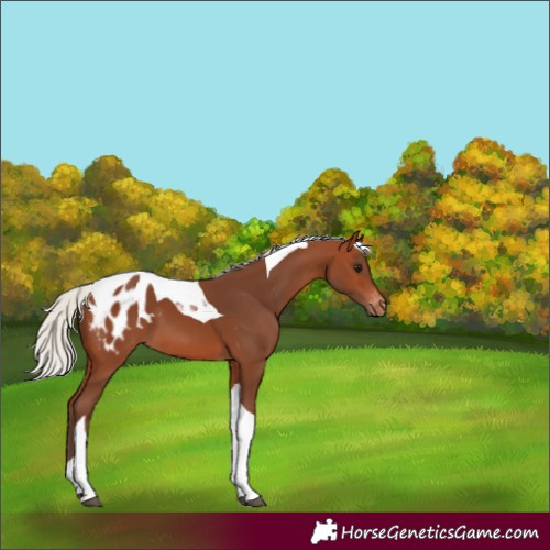 Horse Color:Silver Brown Tobiano Appaloosa