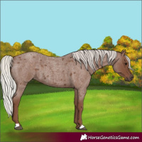 Horse Color:Silver Blue Roan 