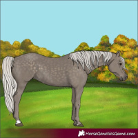 Horse Color:Silver Smoky Black