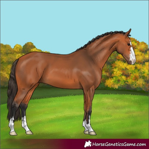 Horse Color:Bay 
