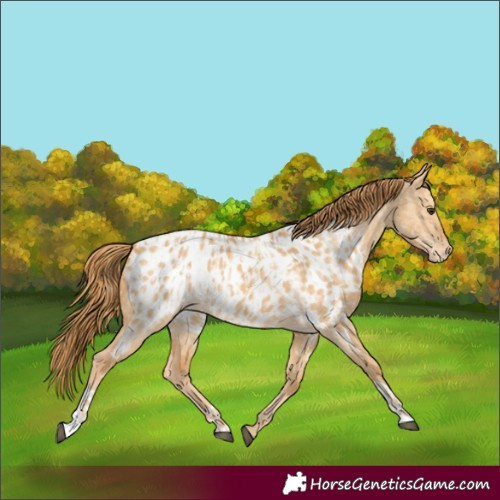 Horse Color:Red Dun Appaloosa and Red Dun Appaloosa