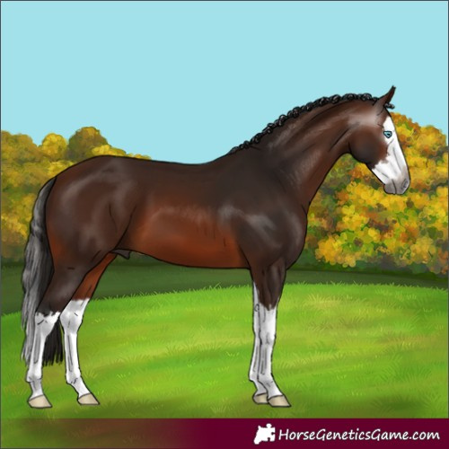 Horse Color:Gray White Spotted Bay Splash 