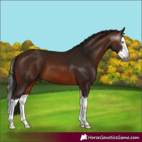 Horse Color:Gray White Spotted Bay Splash