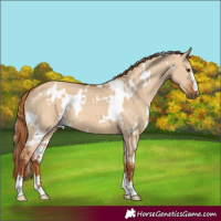 Horse Color:White Spotted Red Dun 